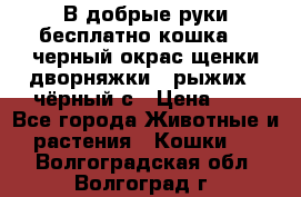 В добрые руки бесплатно,кошка,2.5черный окрас,щенки дворняжки,3 рыжих 1 чёрный,с › Цена ­ - - Все города Животные и растения » Кошки   . Волгоградская обл.,Волгоград г.